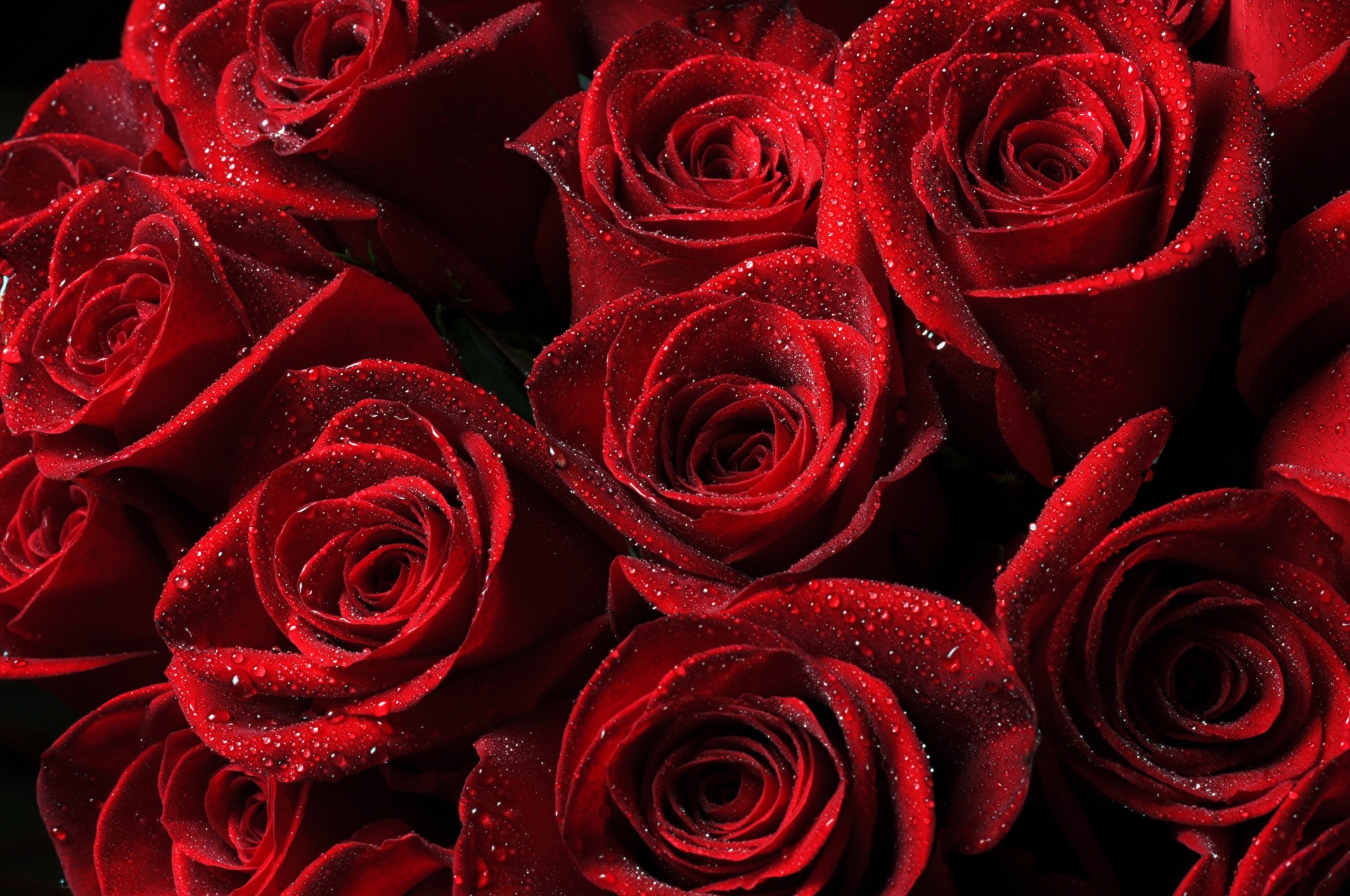 falls roses flower red beads buds petal