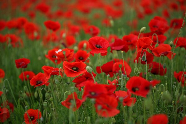 Field of blooming red poppies