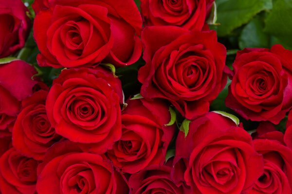 Juicy bouquet of red roses