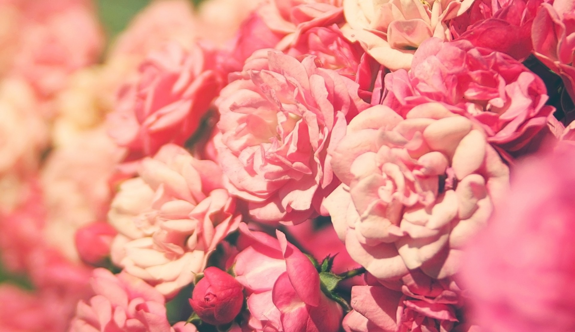pink rose flower