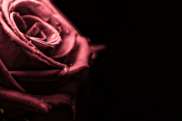 A rose is a flower of queens on a black background