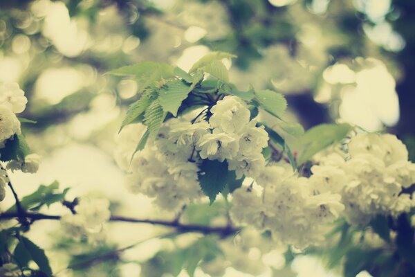 A branch with beautiful delicate flowers