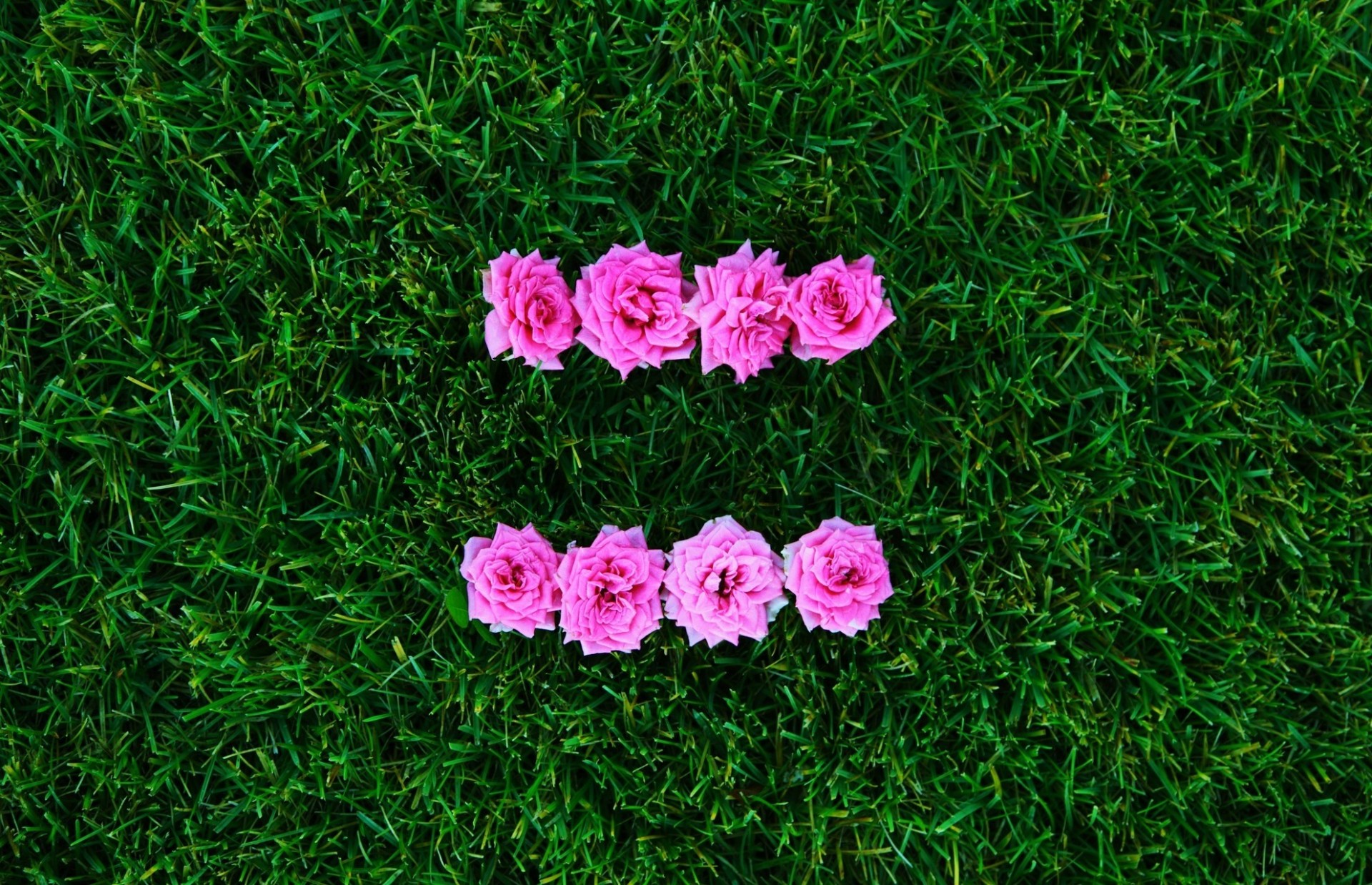 pink flower