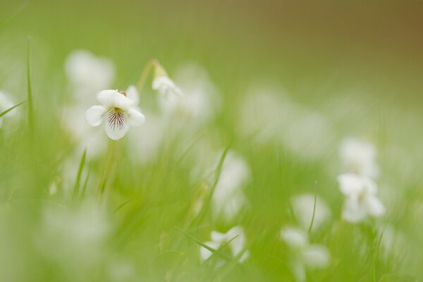 Blurred white flowers among green grass