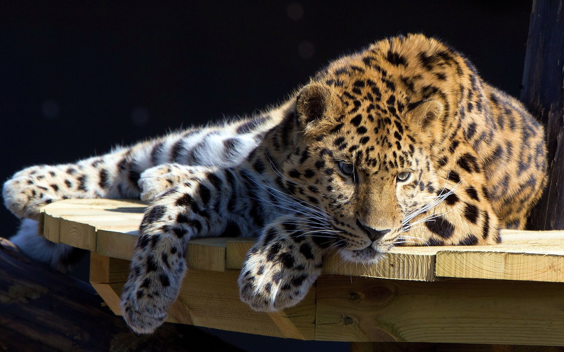 leopard stay table lies look