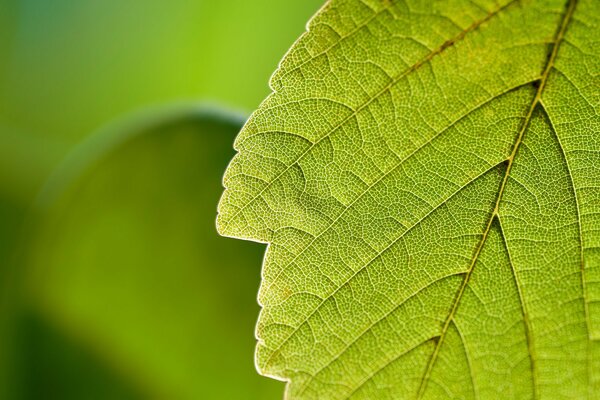 Green leaf background in nature