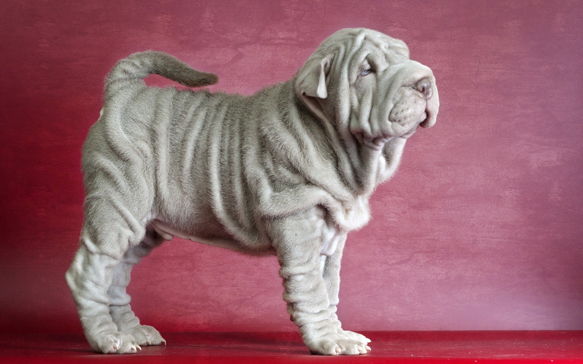 harpe each dog