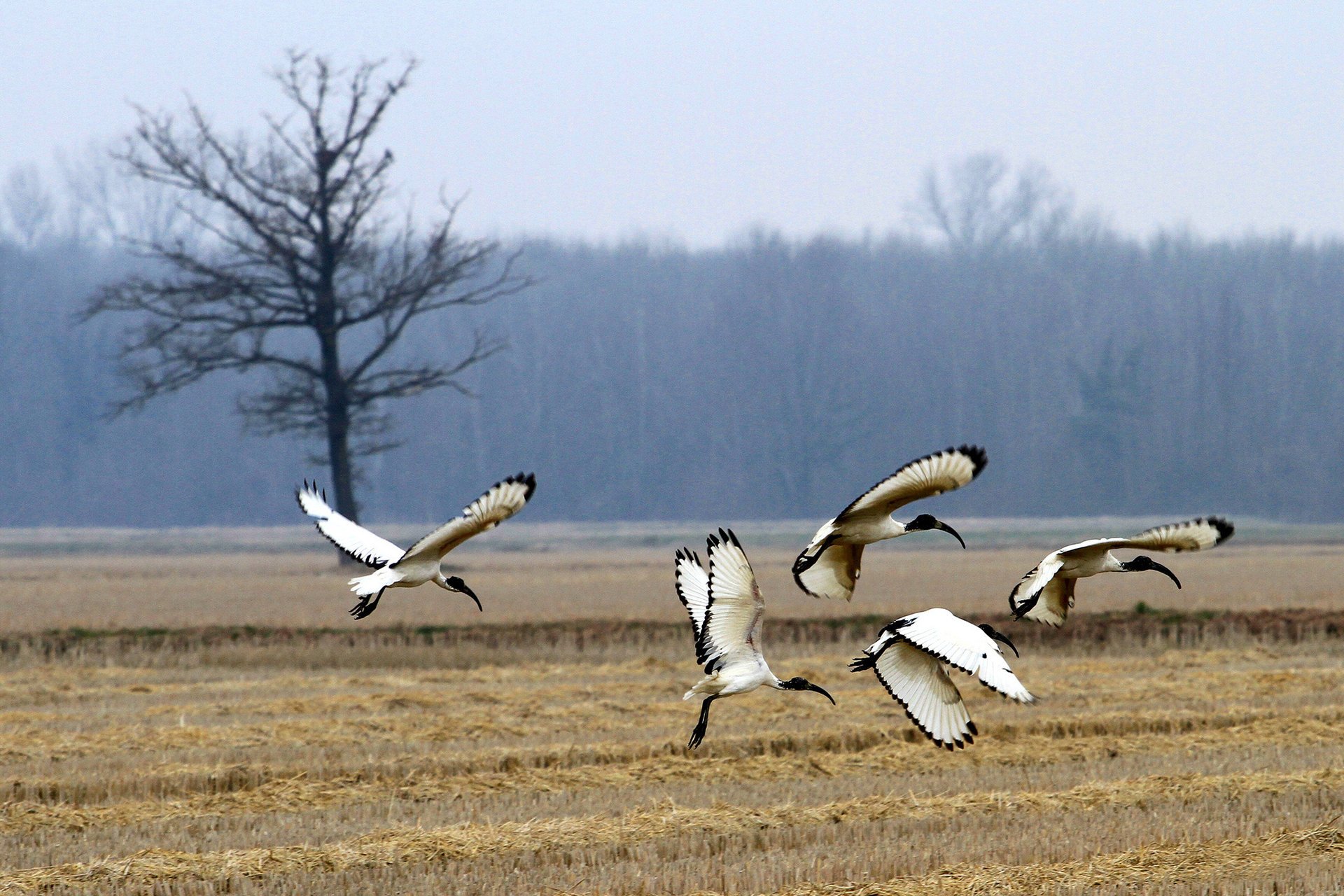 forest sacred ibis field birds tree