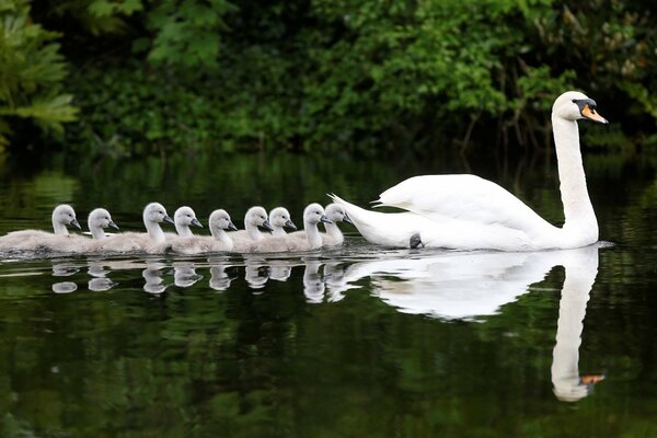 A white swan floats on the water with its chicks against a background of green trees