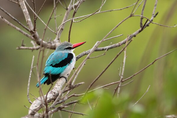 A kingfisher sits on a branch of a dry tree on a blurry green background