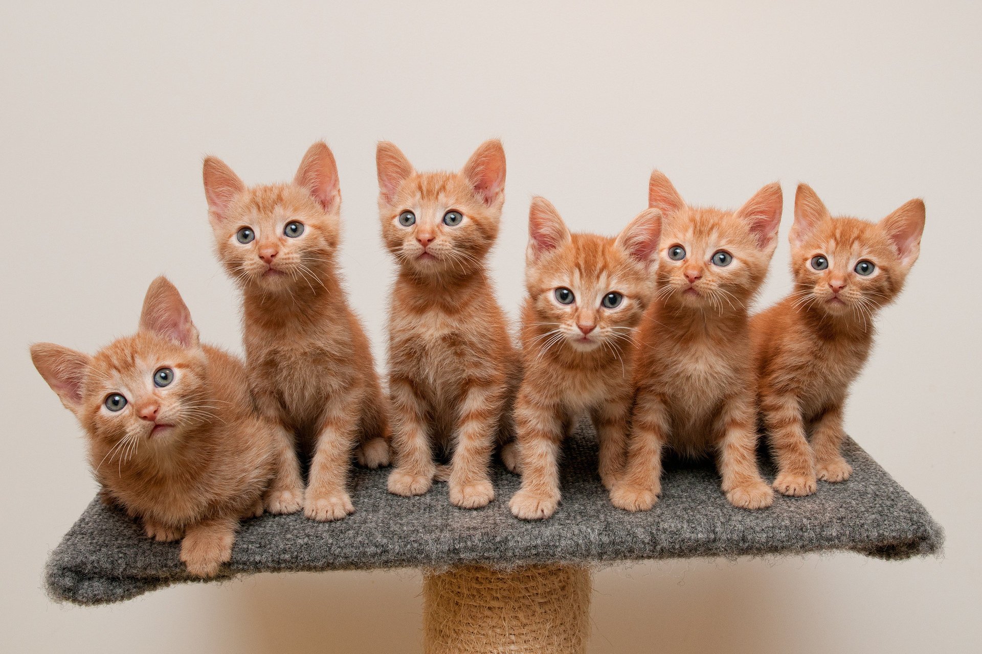 kittens red stand