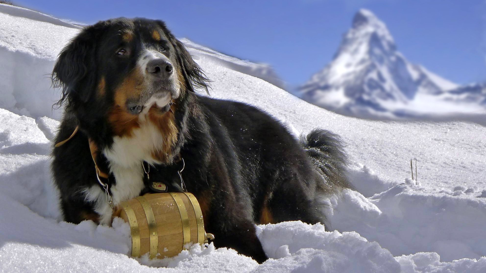 berner sennenhund bernese sennenhund dog snow dog mountain