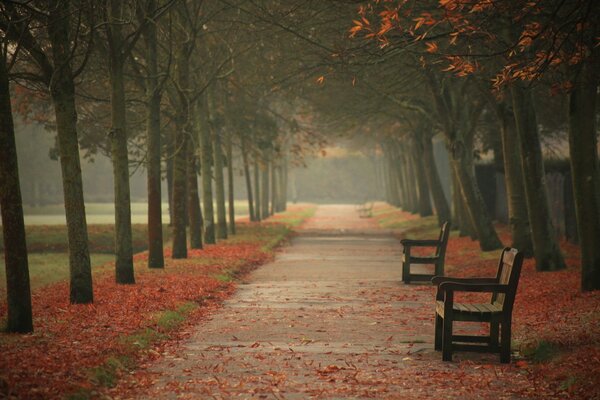 Autumn city park with benches