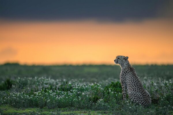 Cheetah sits and looks into the distance