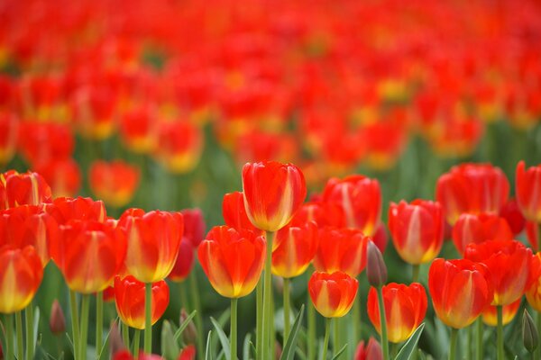 A field of cranial tulips in spring