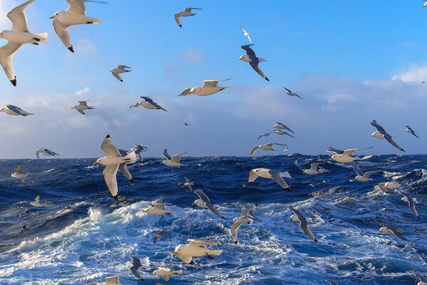 Marine nature with its inhabitants