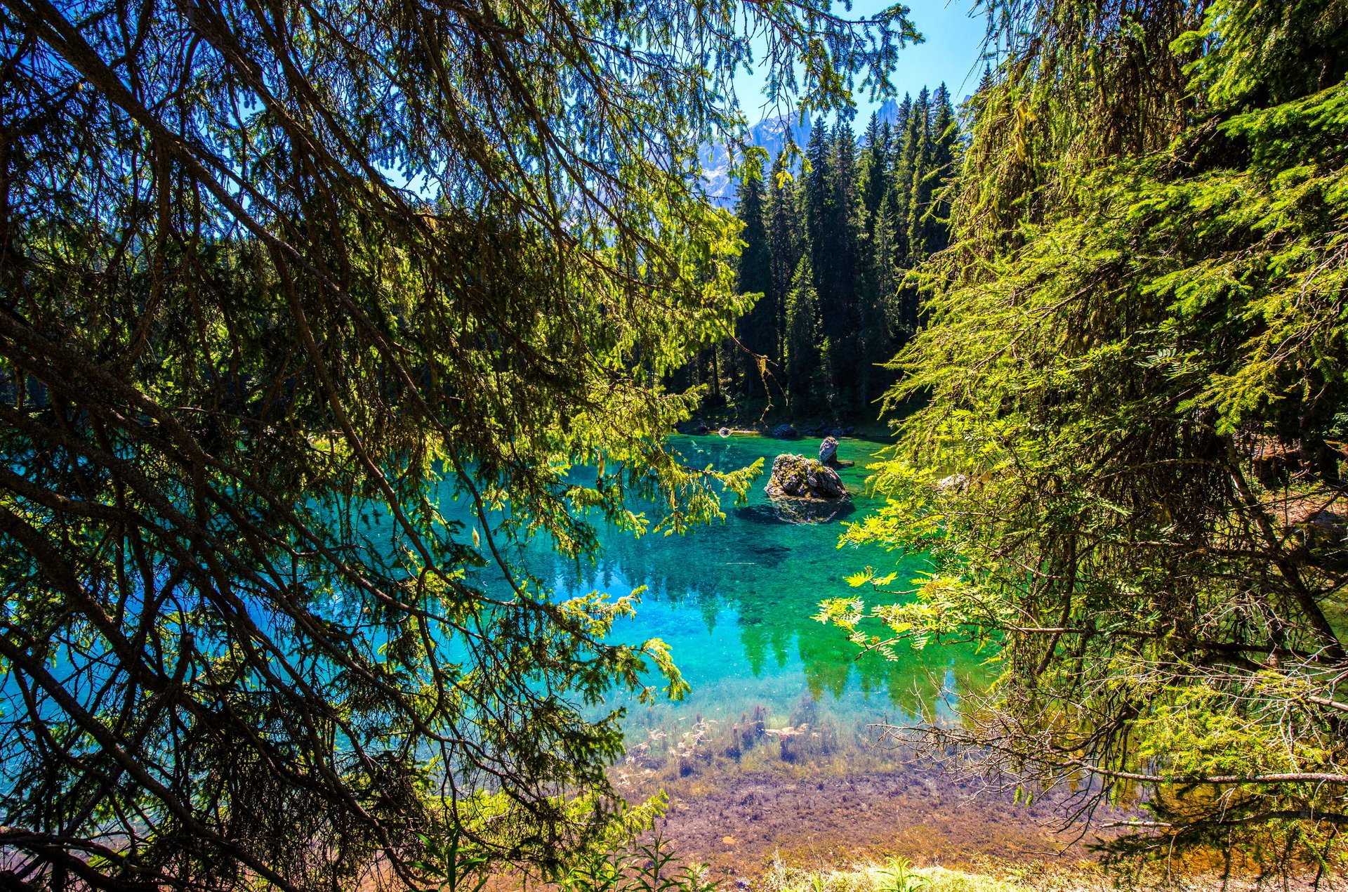 nature forest lake beautiful
