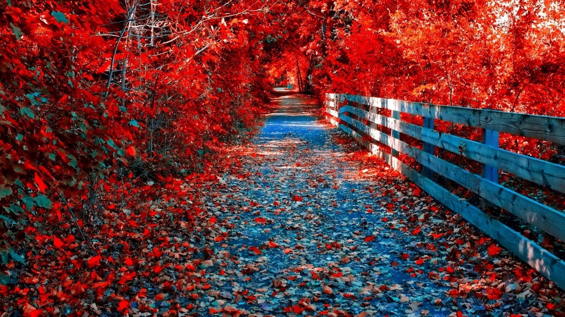 golden autumn road the fence tree