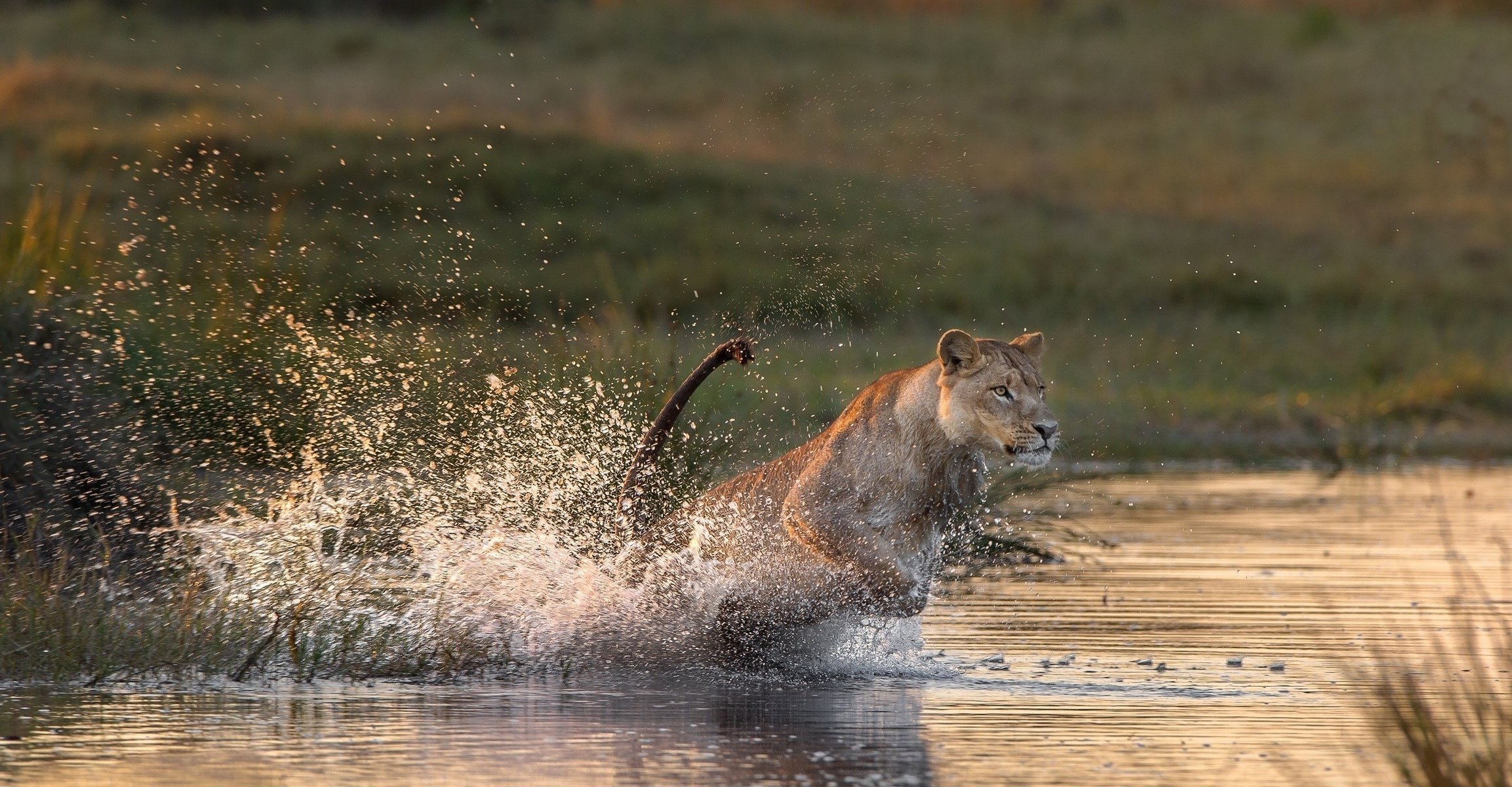the situation lioness cat predator hunting
