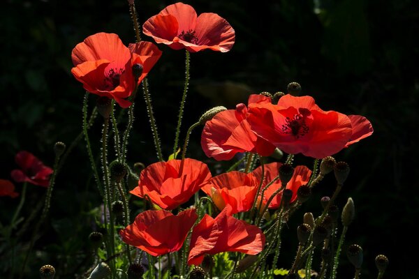 Red poppies on a black background