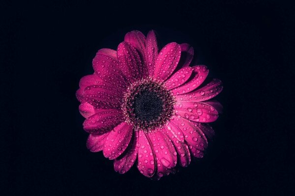 Dew on a pink flower on a black background
