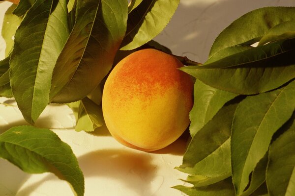 Peach leaves are stylish