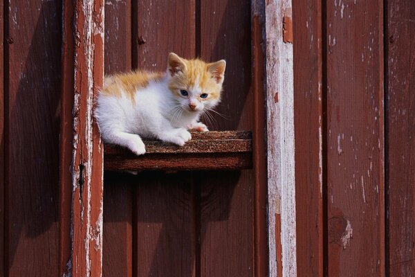 A red-haired kitten on a background of brick boards