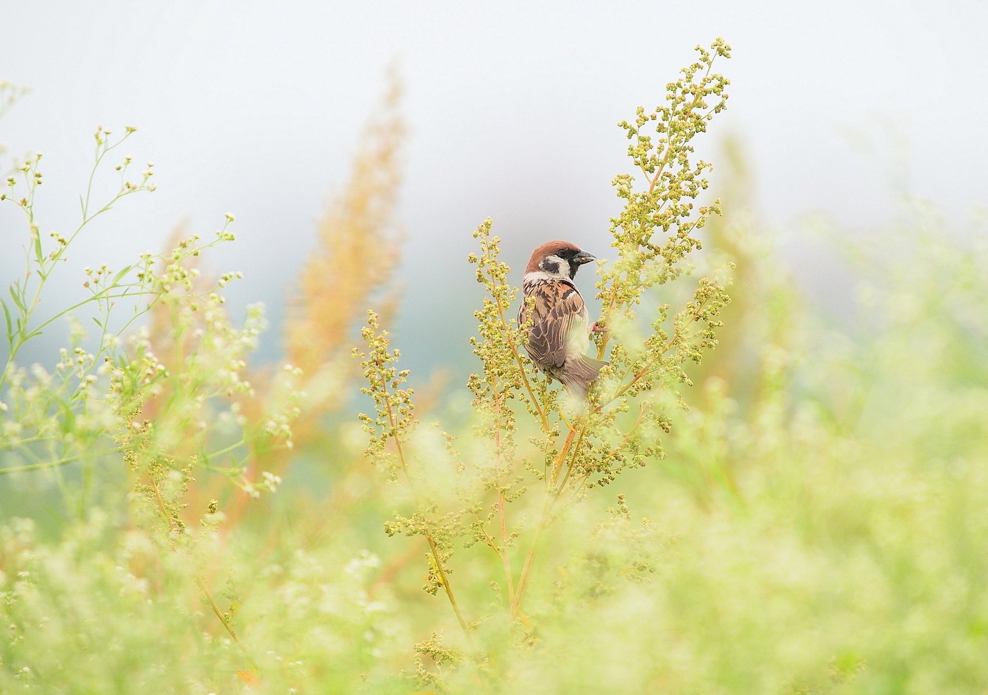 grass sparrow field bird branche
