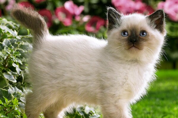 A kitten walks in the summer garden