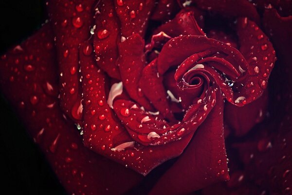 Drops on burgundy petals