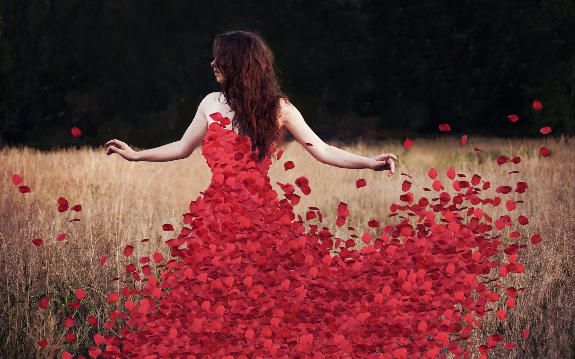 flowers rosedress petal
