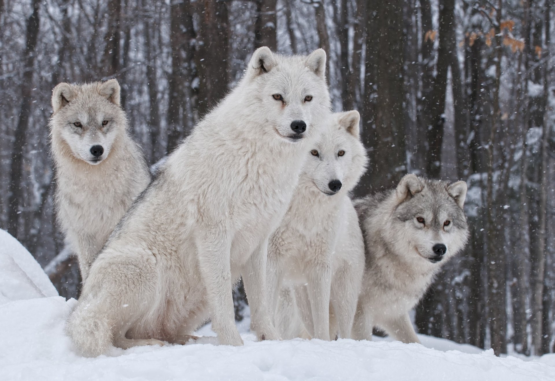 winter snow wolves nature family predator
