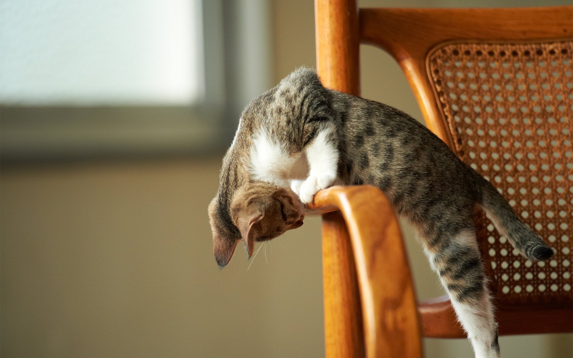kitty the game attention chair