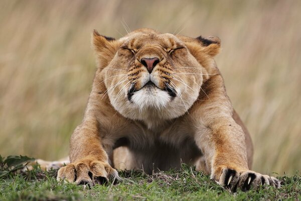 The lioness stretches. Beautiful face of a lioness