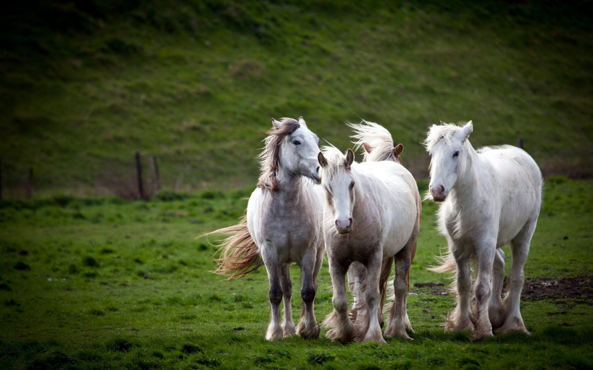 horses nature field