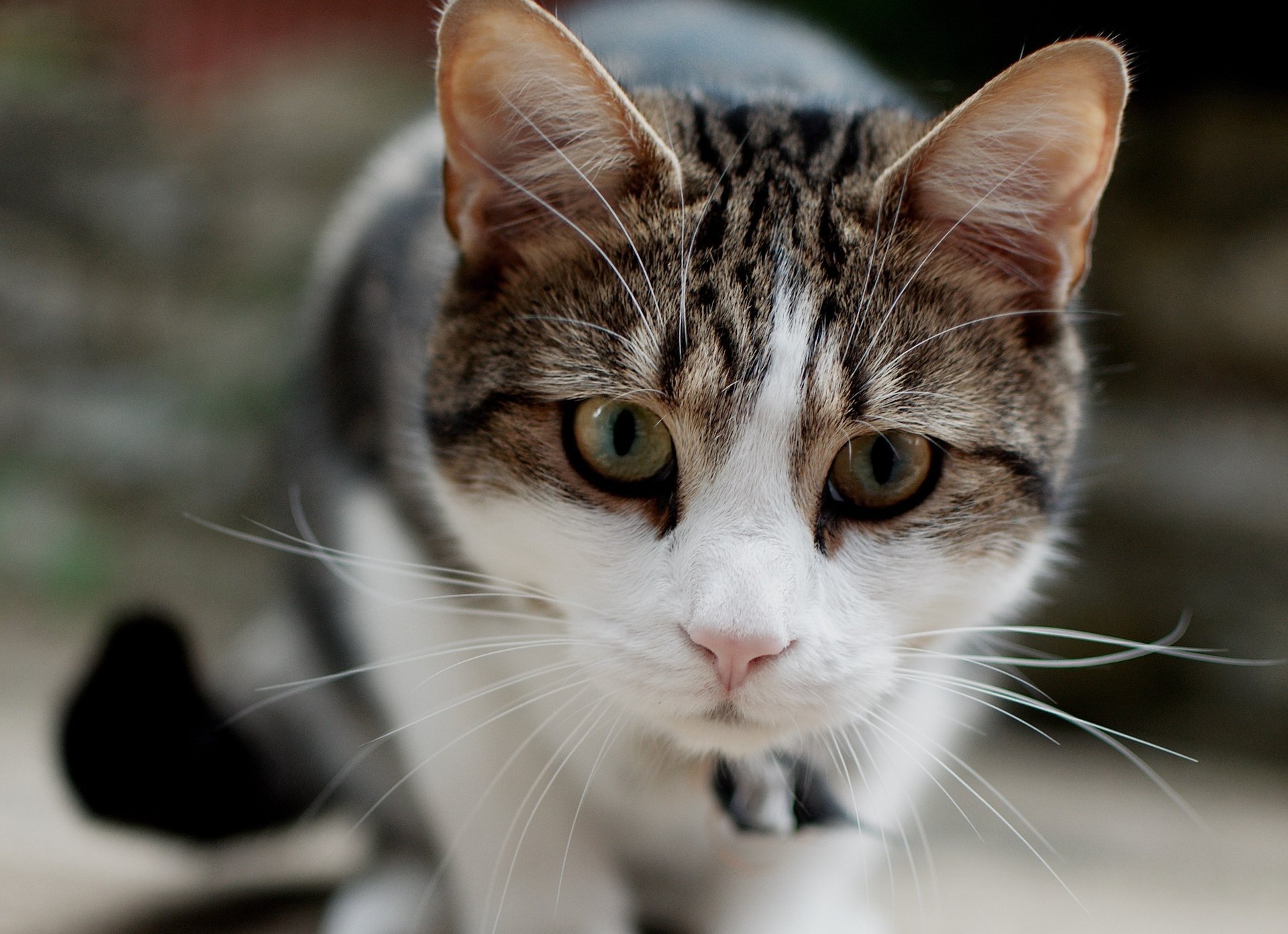 cat cat muzzle focus mustache