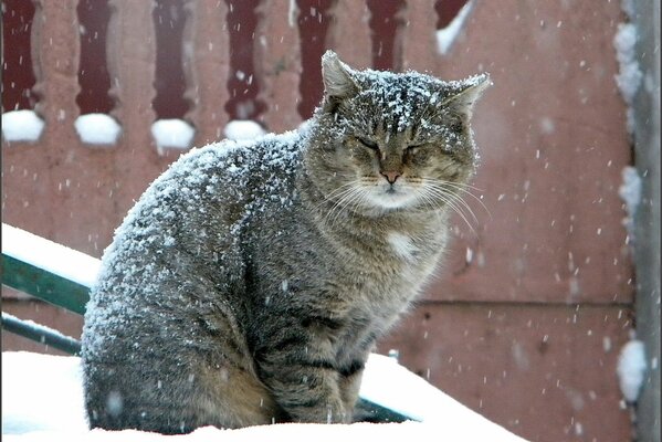 A big cat is sitting under a snowfall