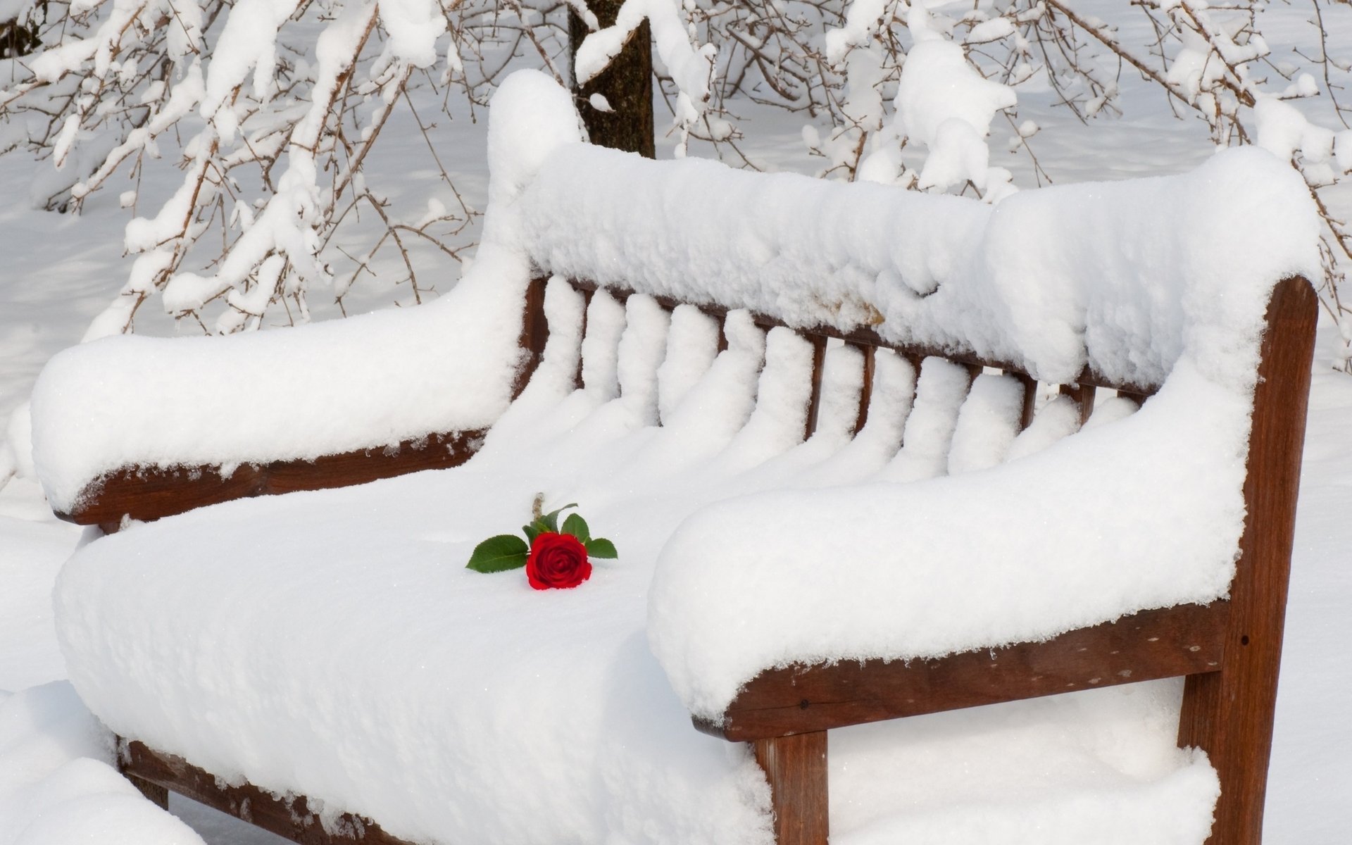 winter snow rose bench
