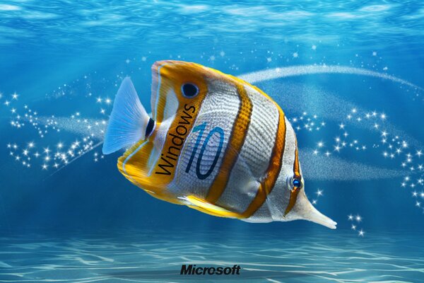 Ocean, fish. Wallpapers for windows 10