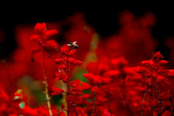 Macro shooting bee in red colors