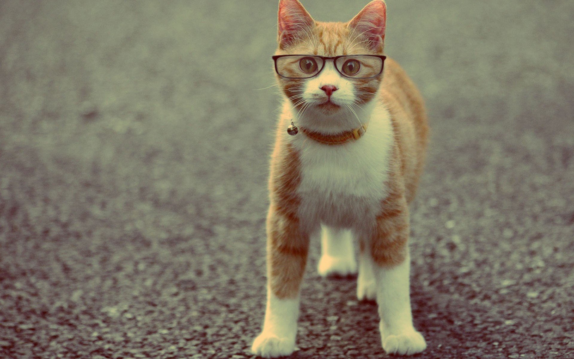 cat animals necklace sunglasses red
