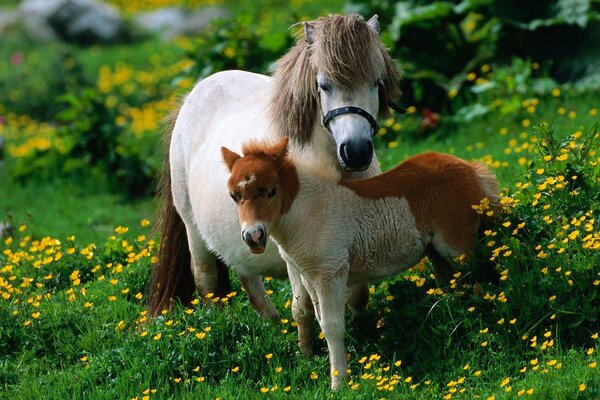 Pony with her foal in the meadow