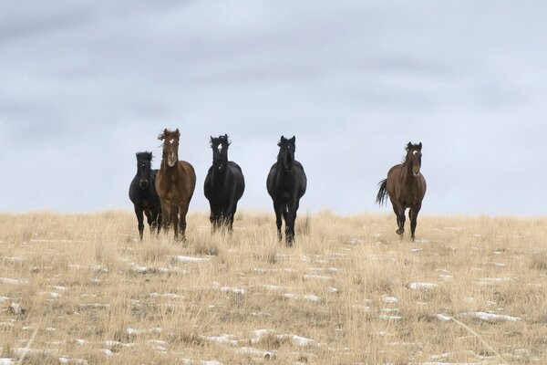 Wild horses on the night field