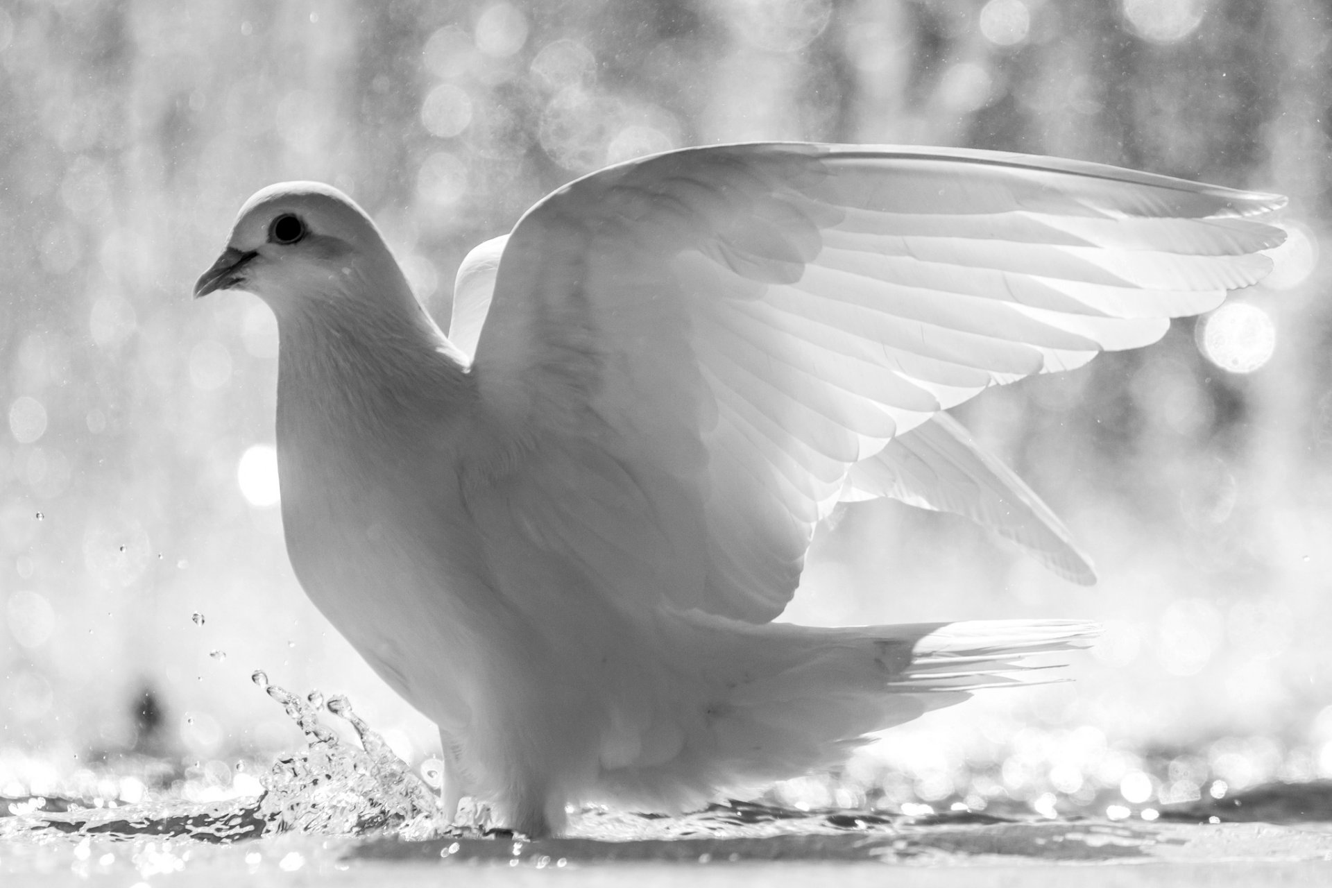 blue white poultry wings feathers water spray