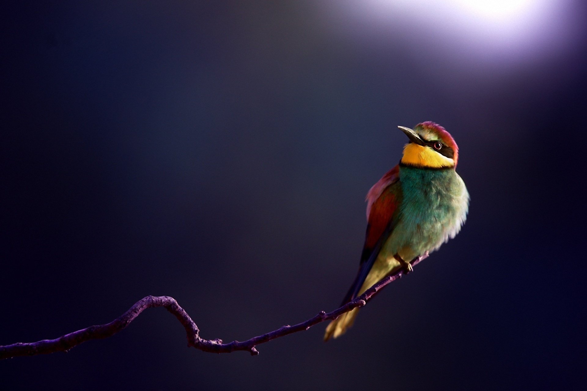 eater poultry branch close up background golden bee-eater
