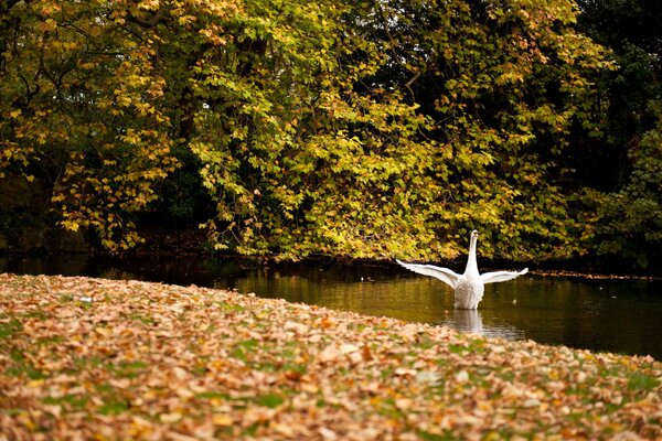 A white swan on a pond is flapping its wings