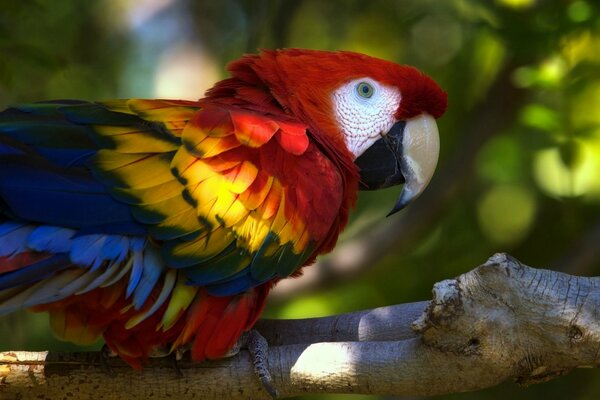 A bright macaw parrot is sitting on a branch