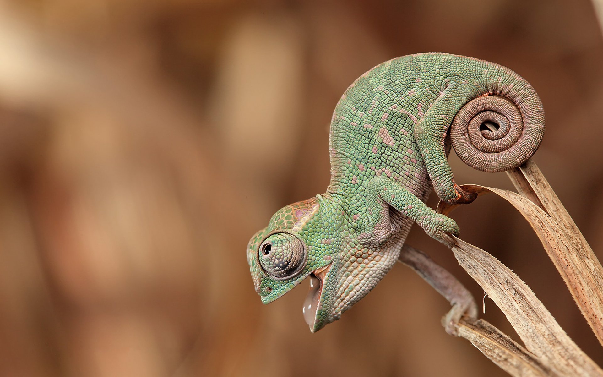 chameleon sitting watche