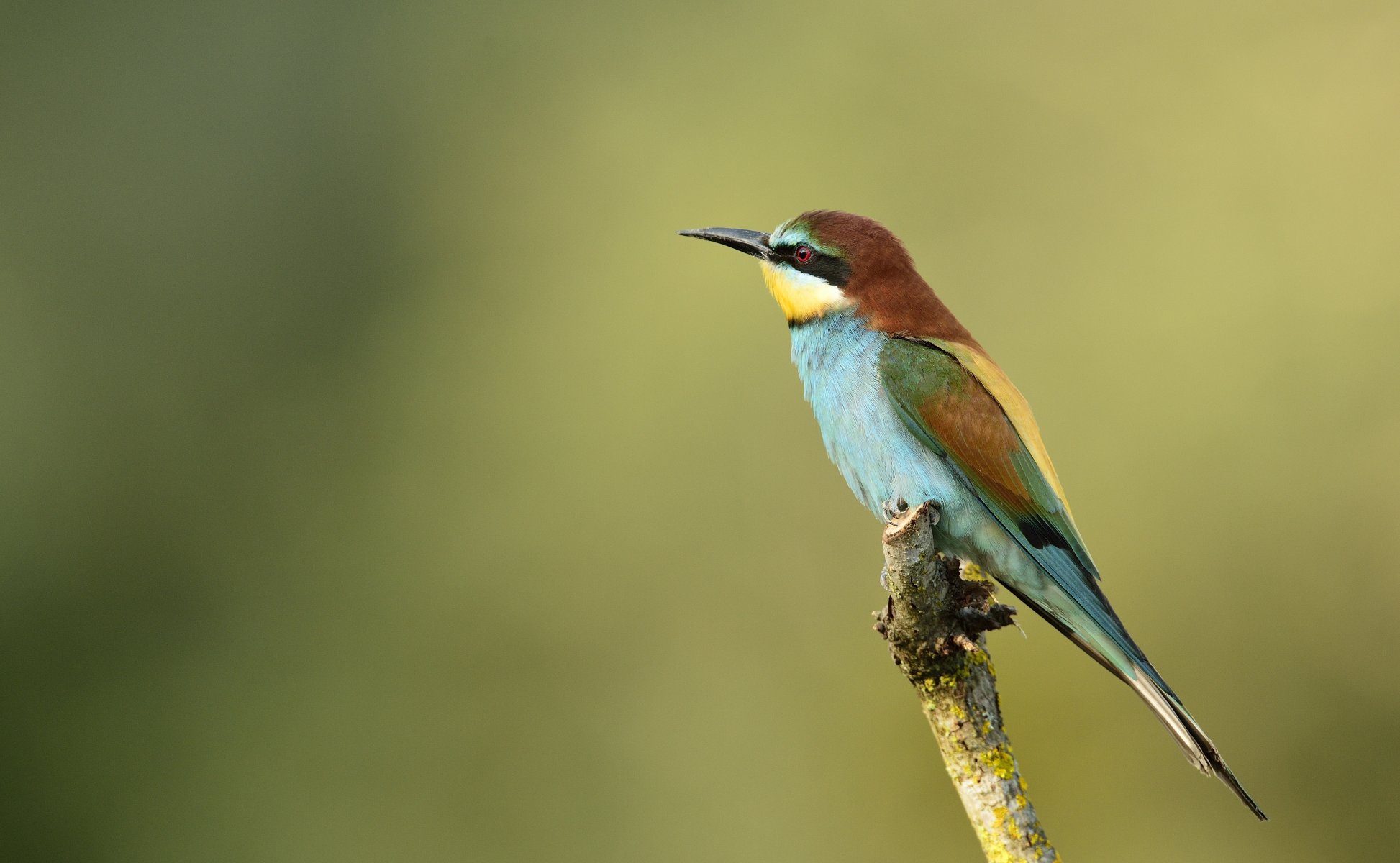 poultry eater golden bee-eater