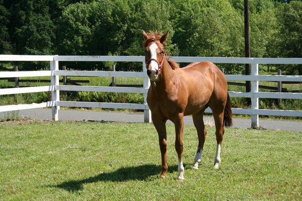 A brown horse stands in a paddock in nature